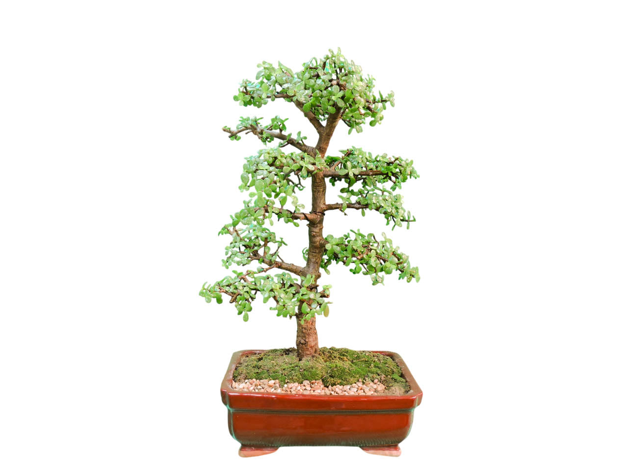 Bonsai Jade 10 años