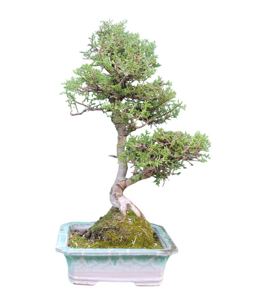 Bonsai Cipres - Colección 14 años