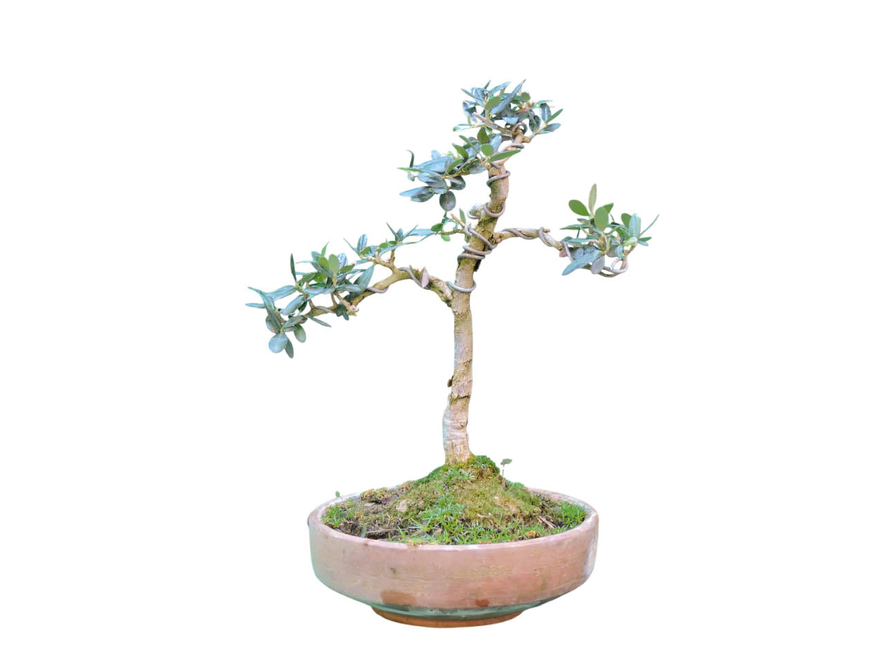 Bonsai Olivo 6 años