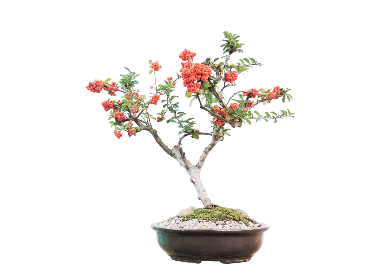 Bonsai Pyracantha 10 años