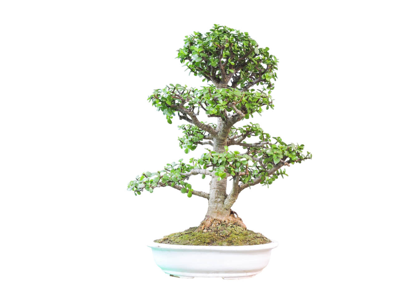 Bonsai Jade - Colección 23 años