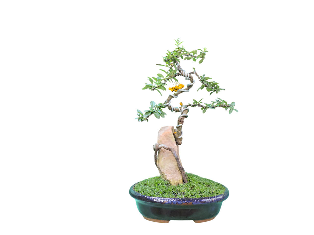 Bonsai Pyracantha 10 años