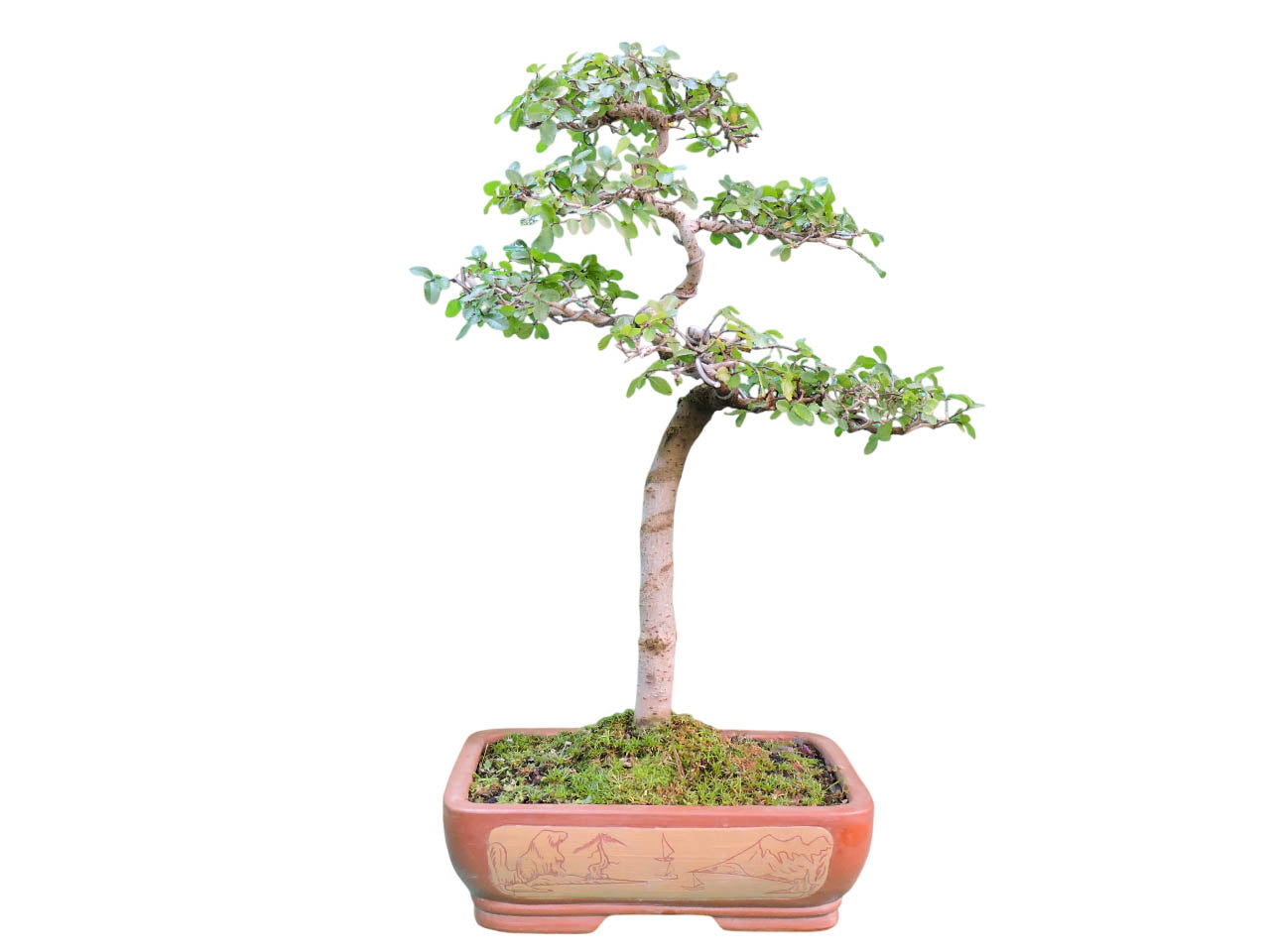Bonsai Olmo Chino 12 años