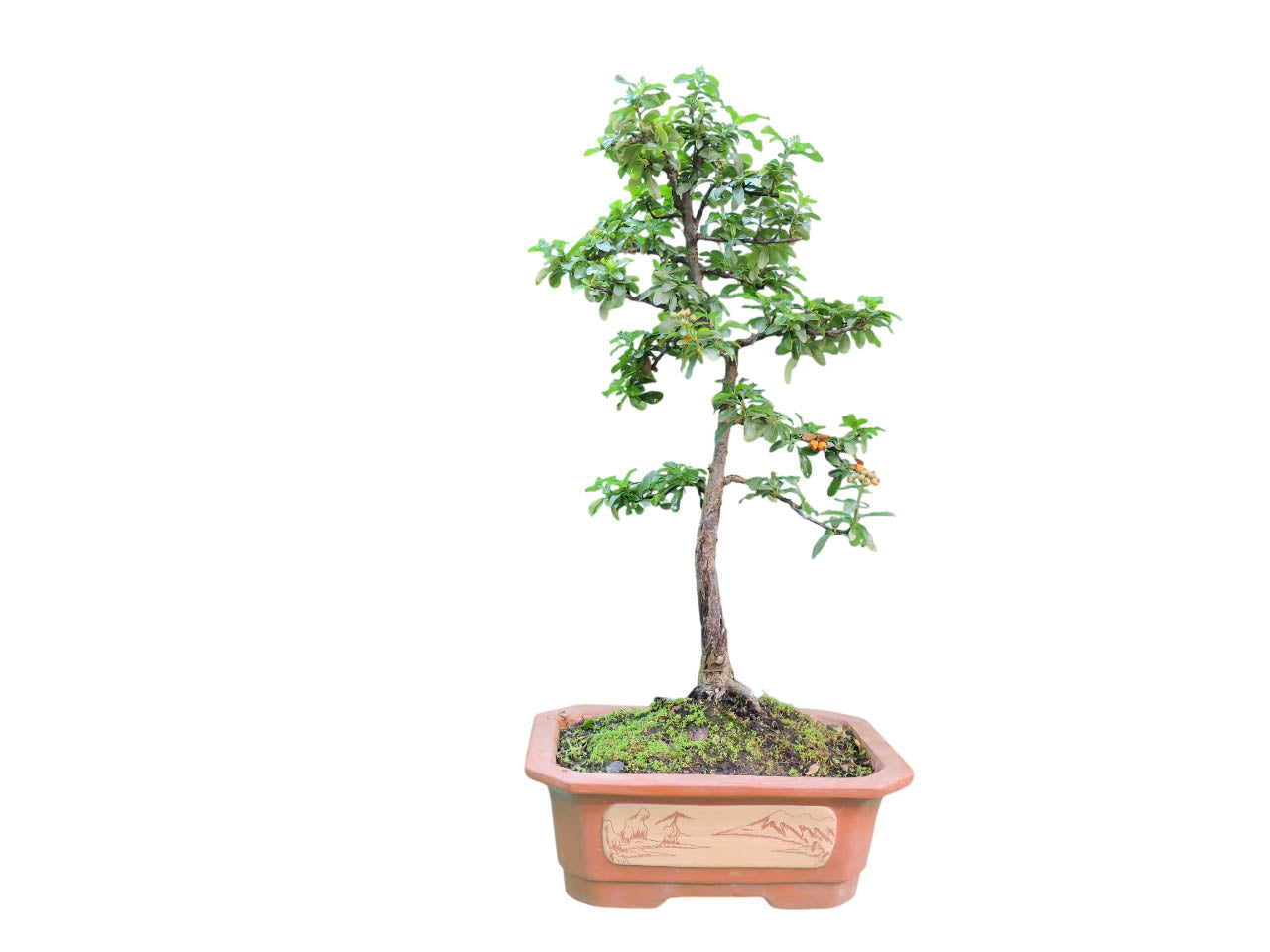Bonsai Pyracantha