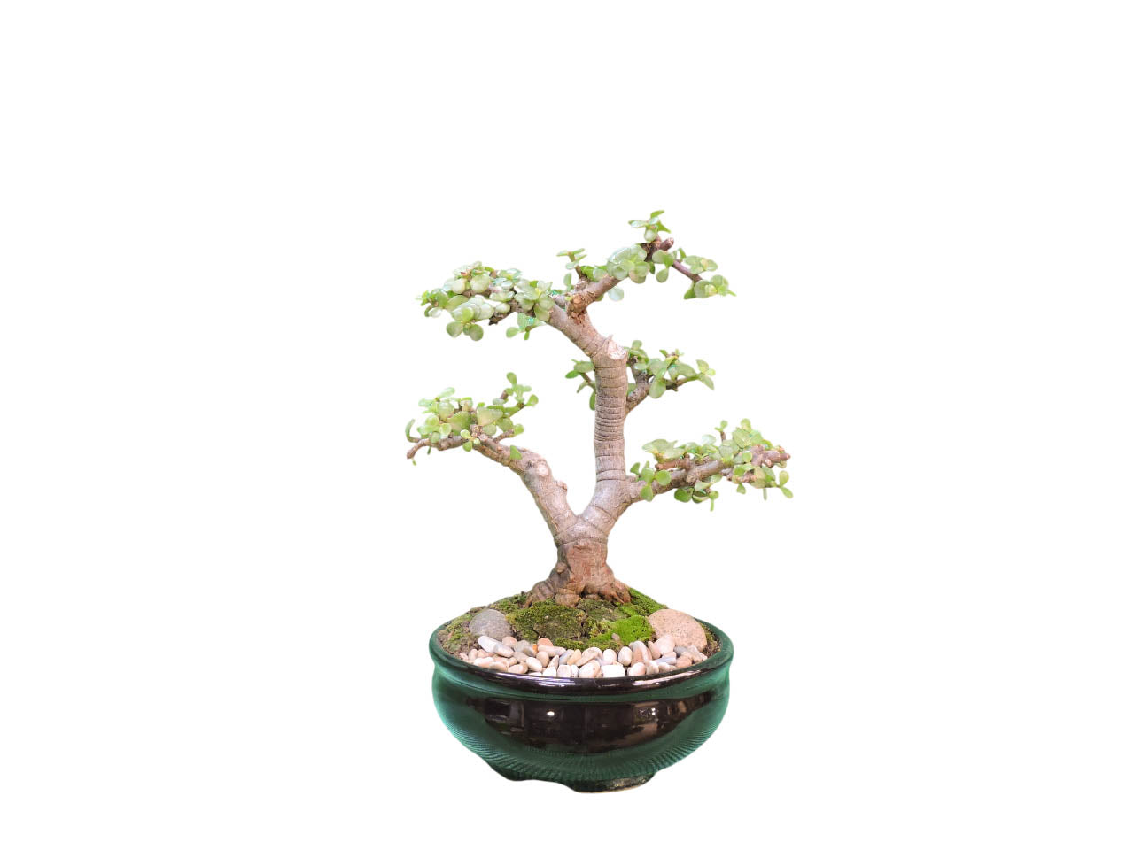 Bonsai Jade