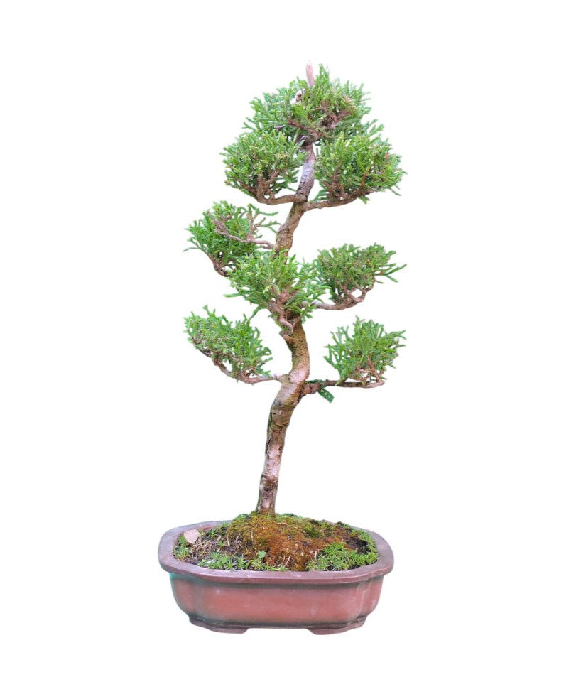 Bonsai