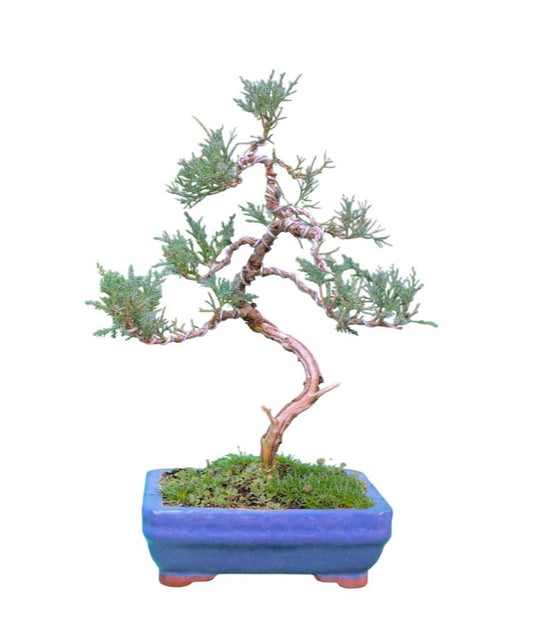 Bonsai Cipres fino 8 años