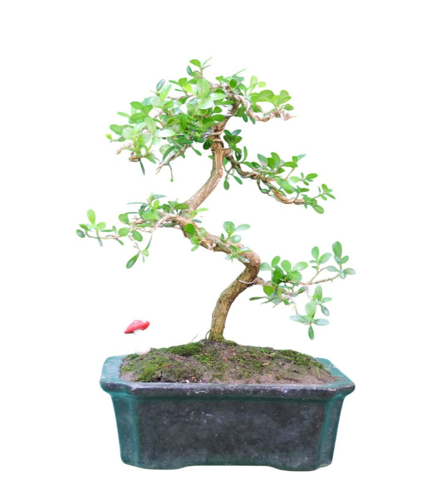 Bonsai Cotoneaster 6 años