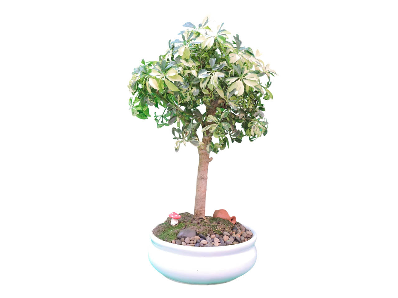 Chiflera Variengata 6 años