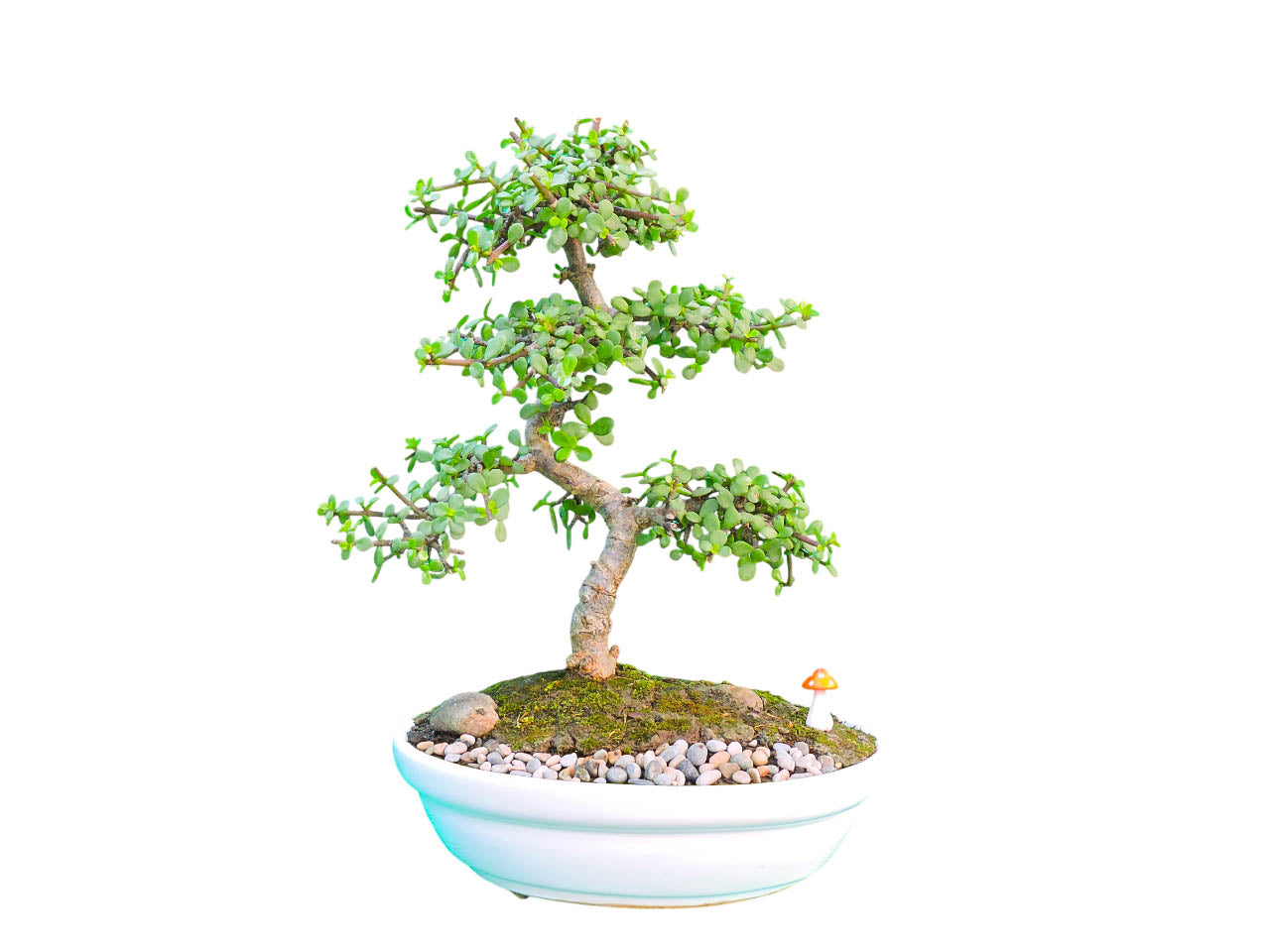 Bonsai Jade 8 años