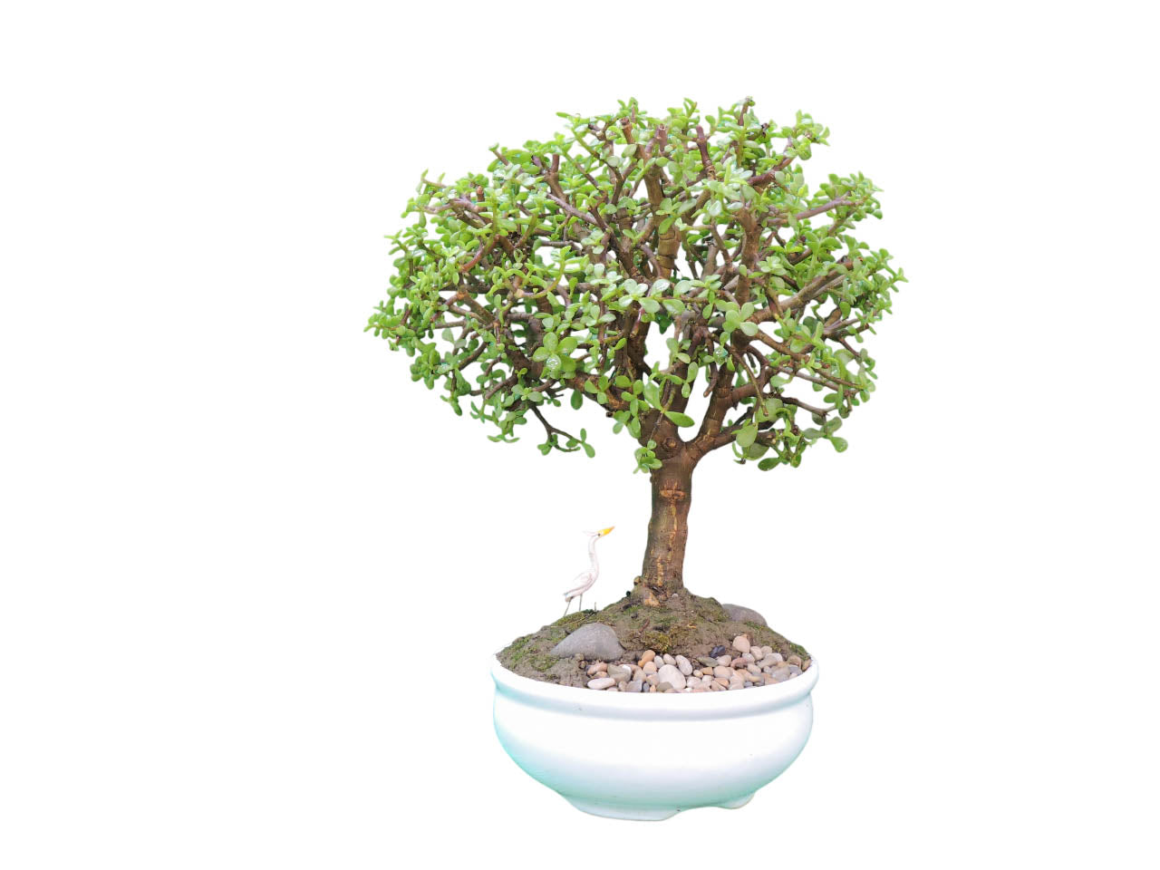 Bonsai Jade 5 años