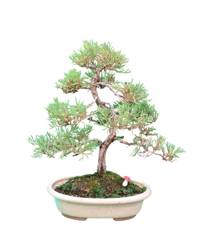 Bonsai Ciprés 12 años