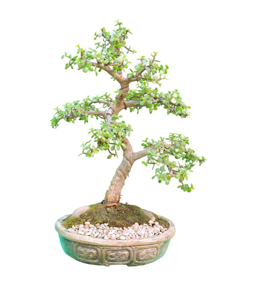 Bonsai Jade 9 años
