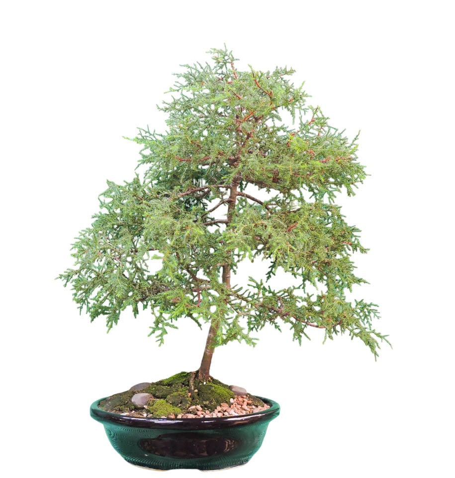 Bonsai Ciprés 14 años