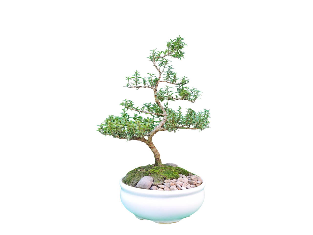 Bonsai Mirto 7 años