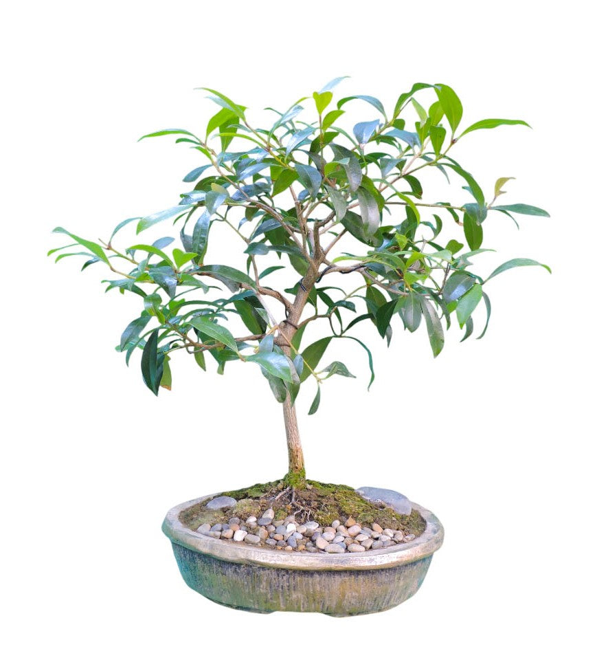 Bonsai Ficus