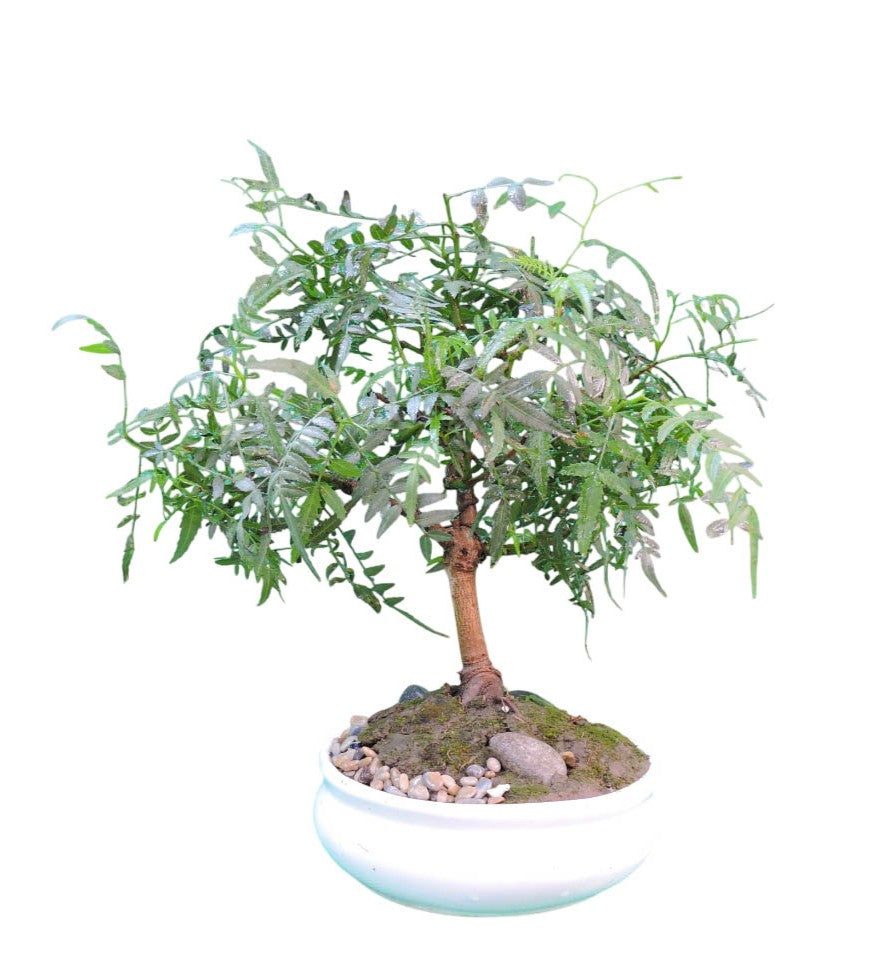 Bonsai Molle Serrano
